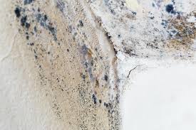 Professional Mold Removal in Mechanicstown, NY